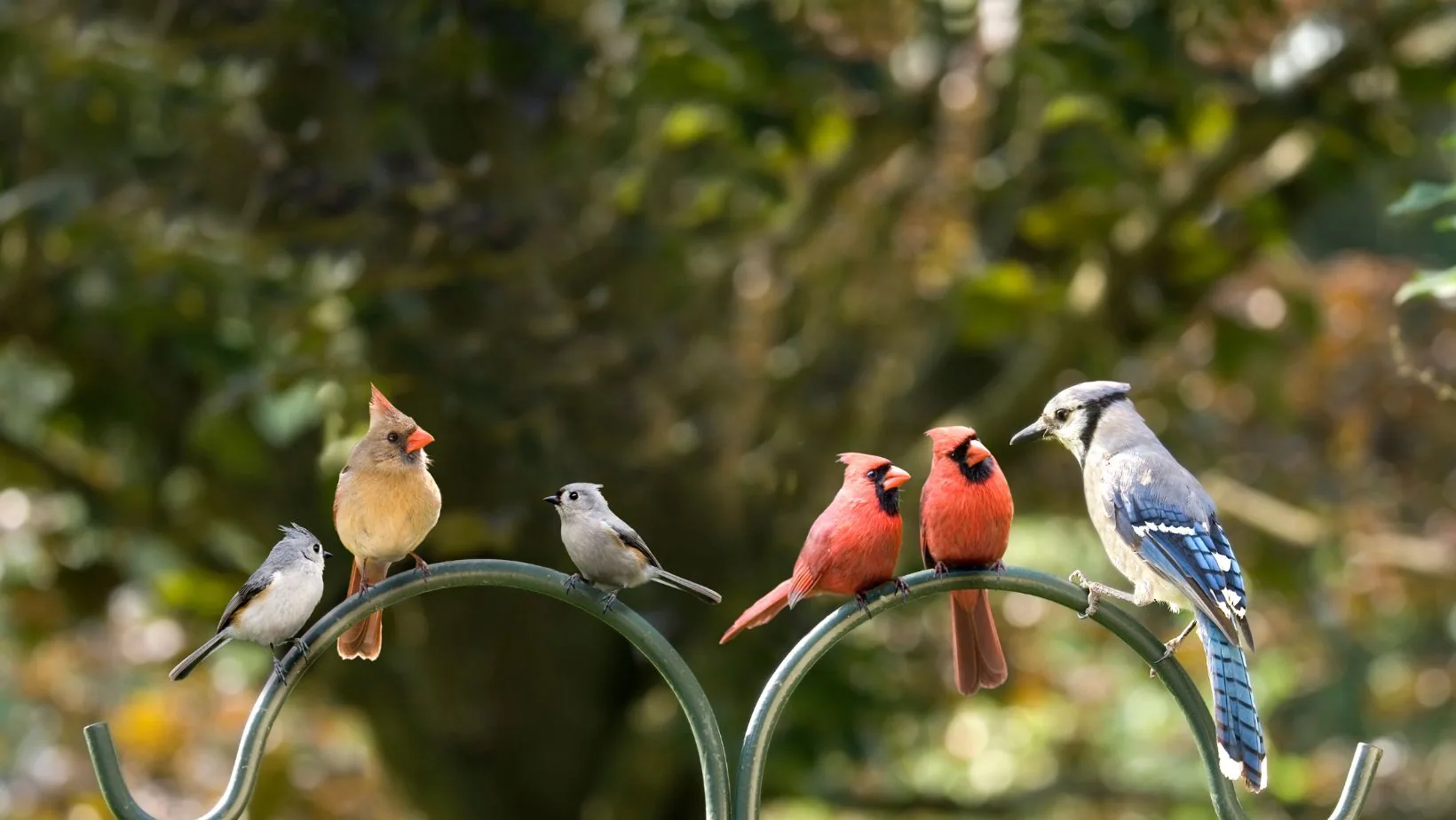 Colourful bird perched on a branch