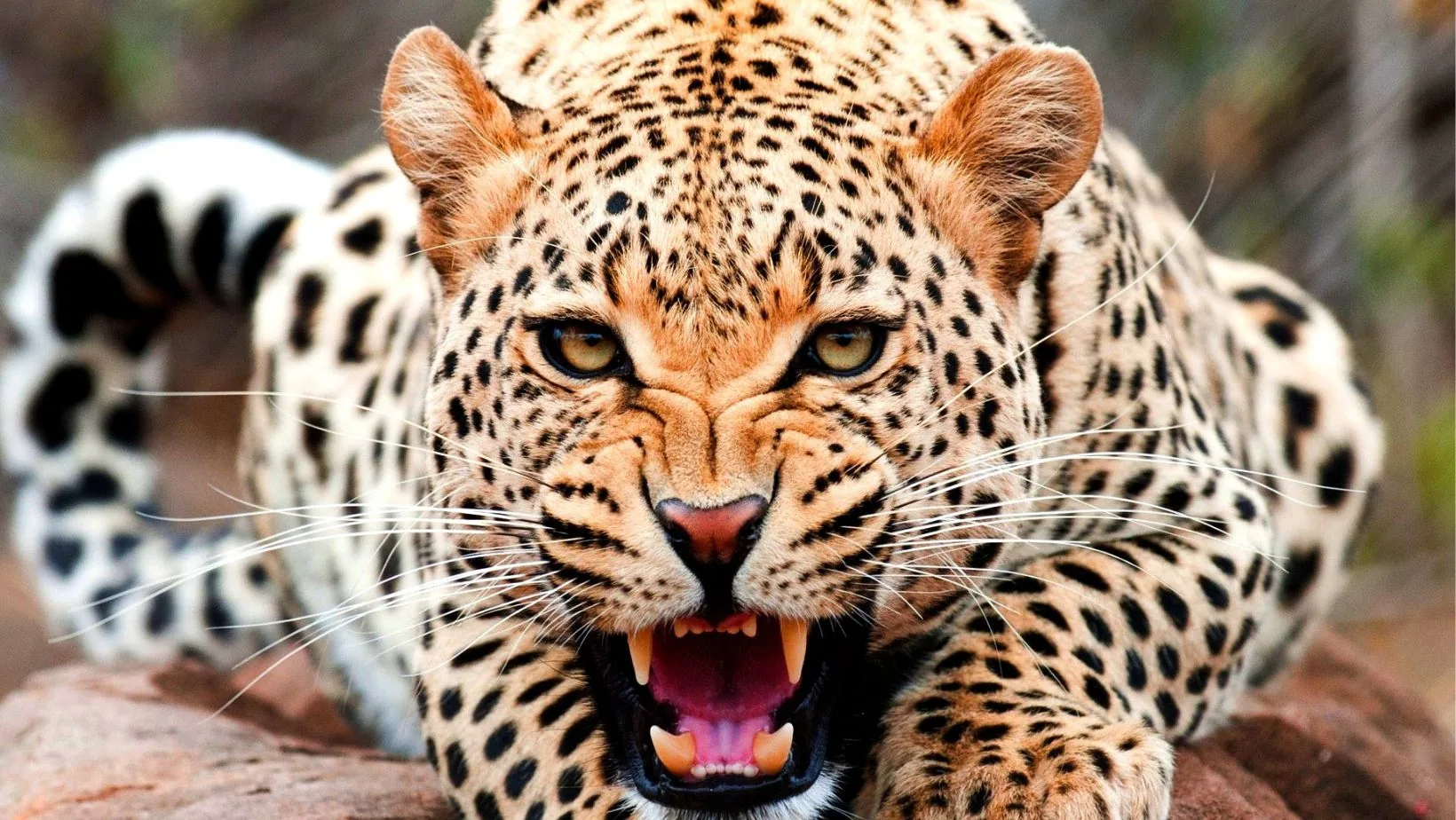 Cheetah in a natural landscape