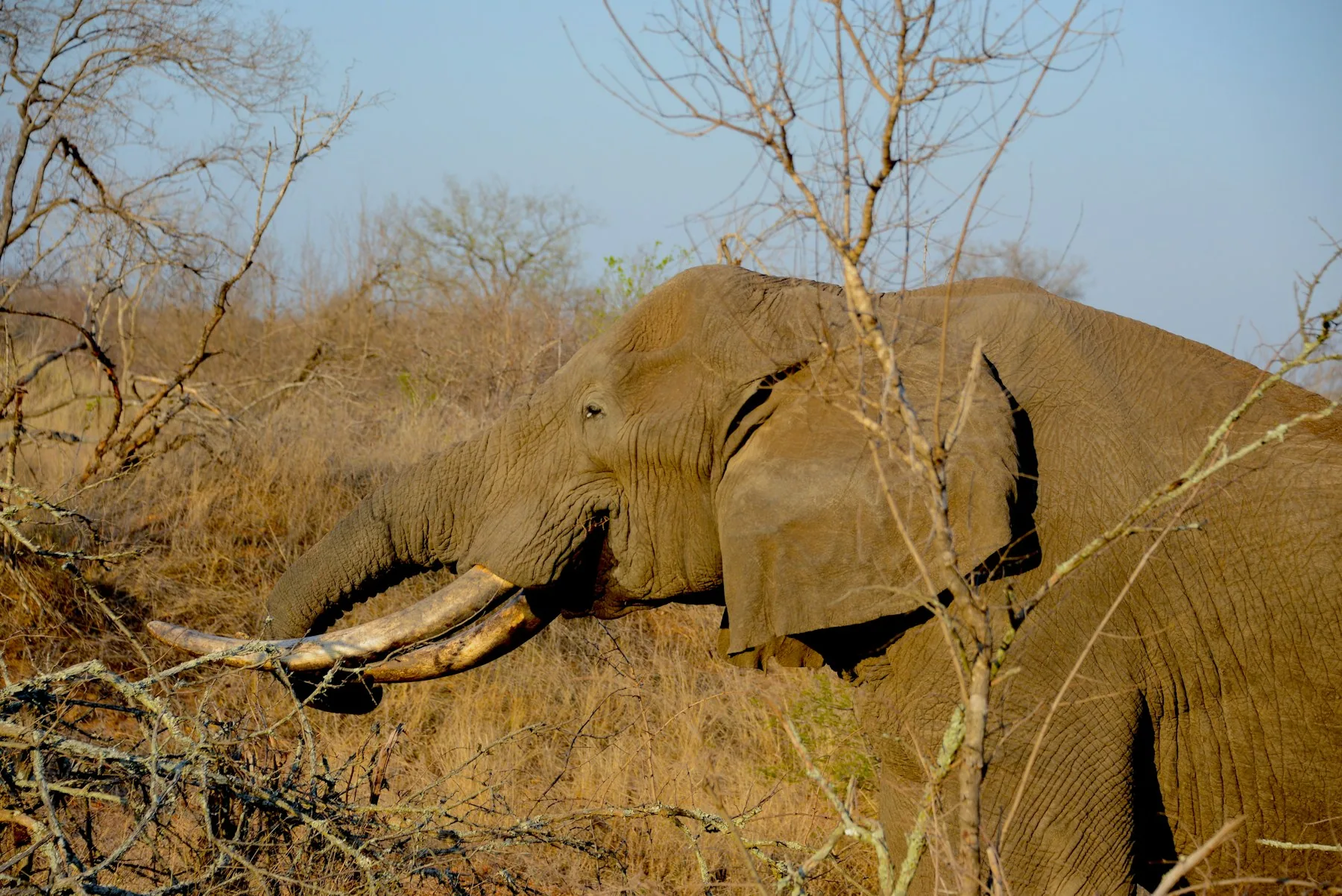 Elephant foraging in the South African dryveld
