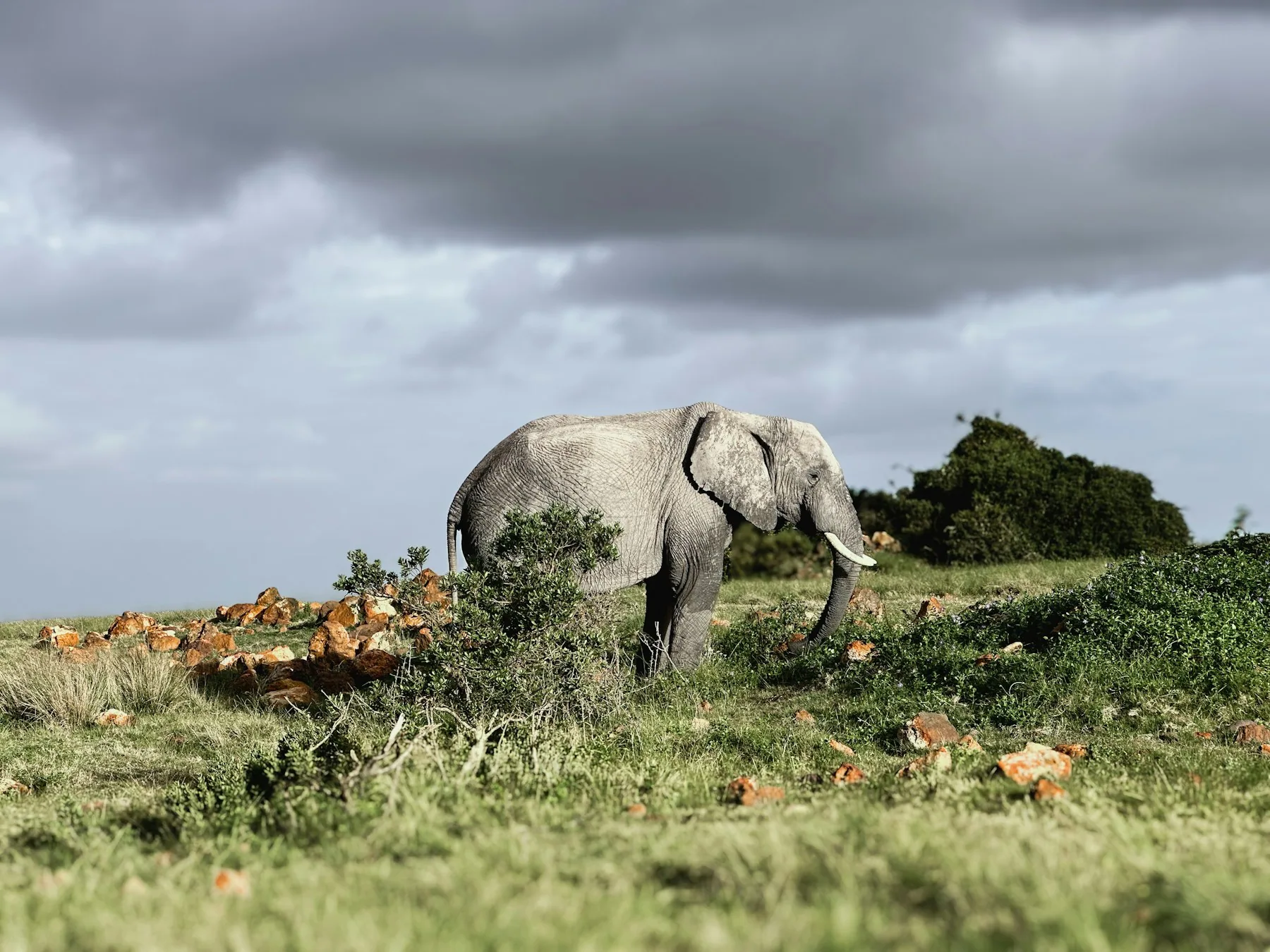 Elephant grazing in a South African reserve
