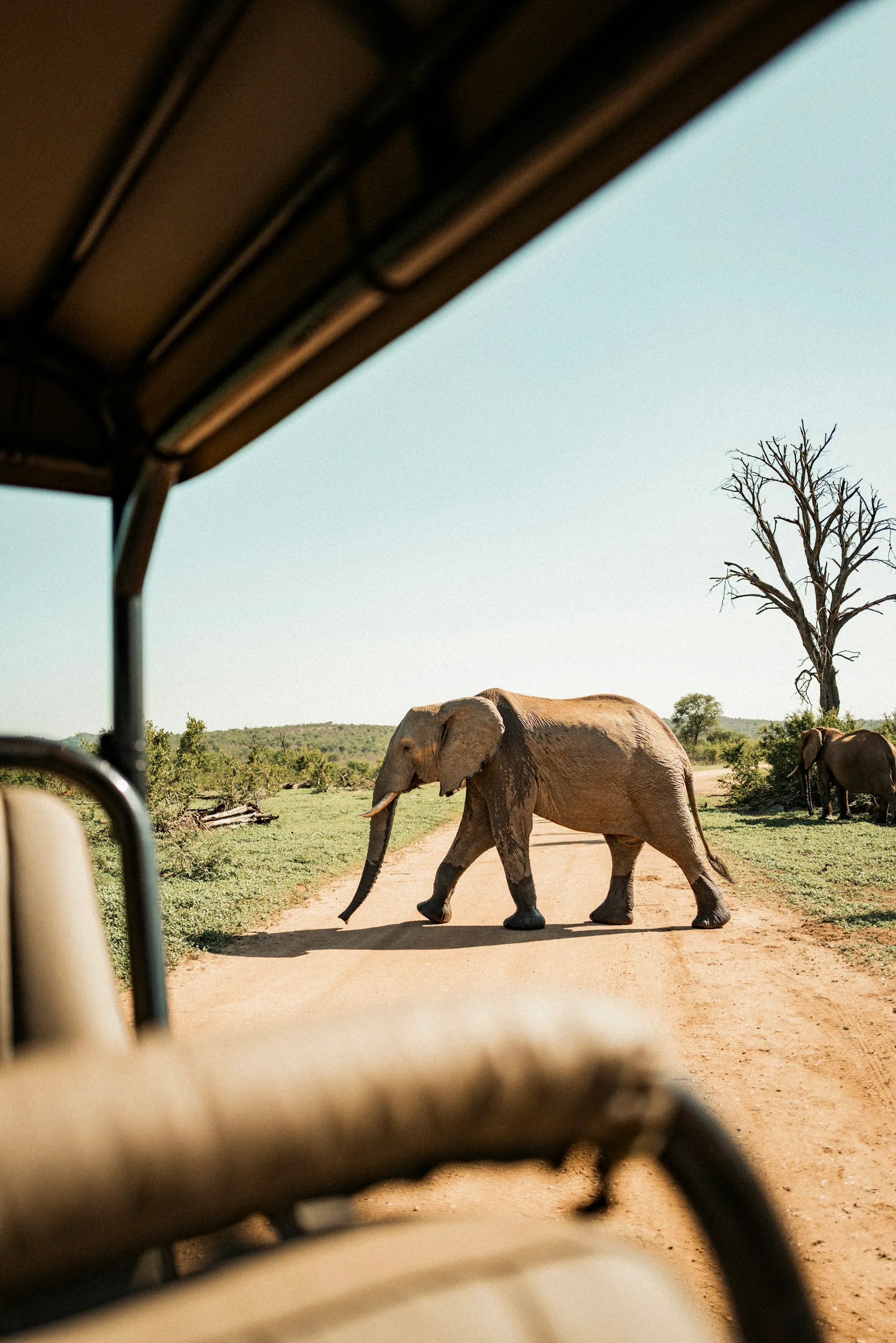 Elephant crossing a dirt road in a South African reserve
