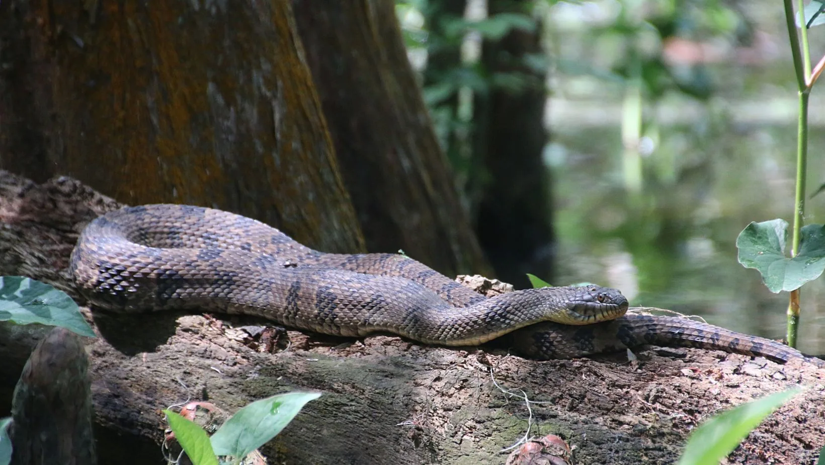 Crocodile resting beside water