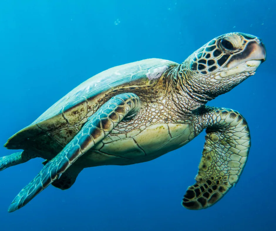Sea turtle swimming underwater