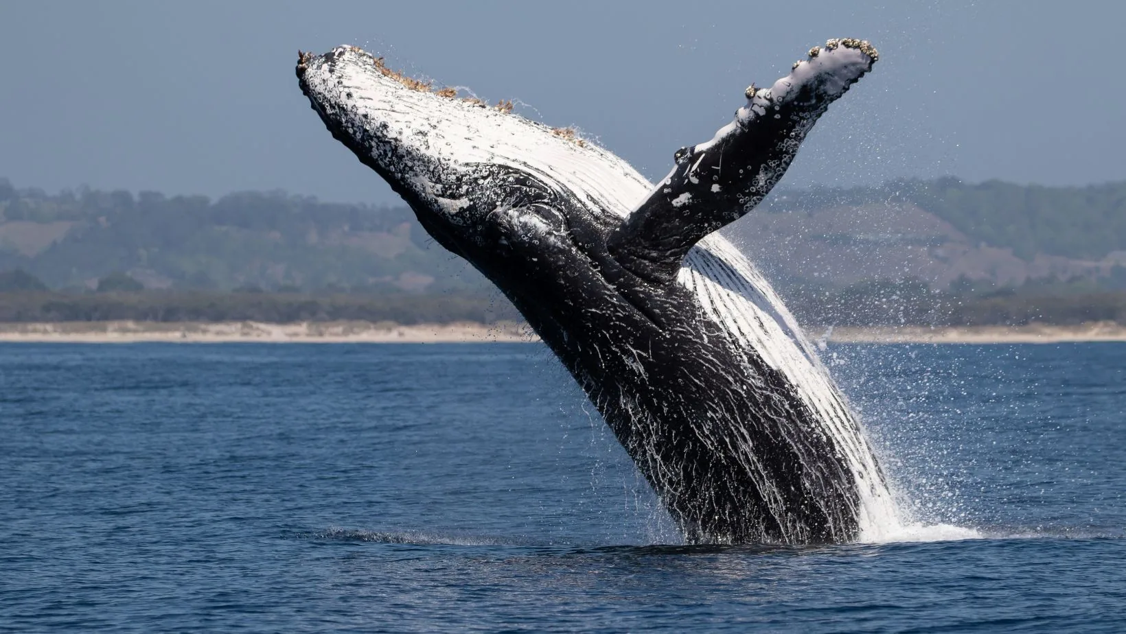 Whale tail above the ocean surface